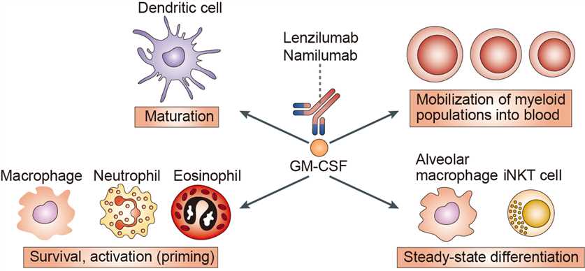 Mechanism of Action of Lenzilumab 